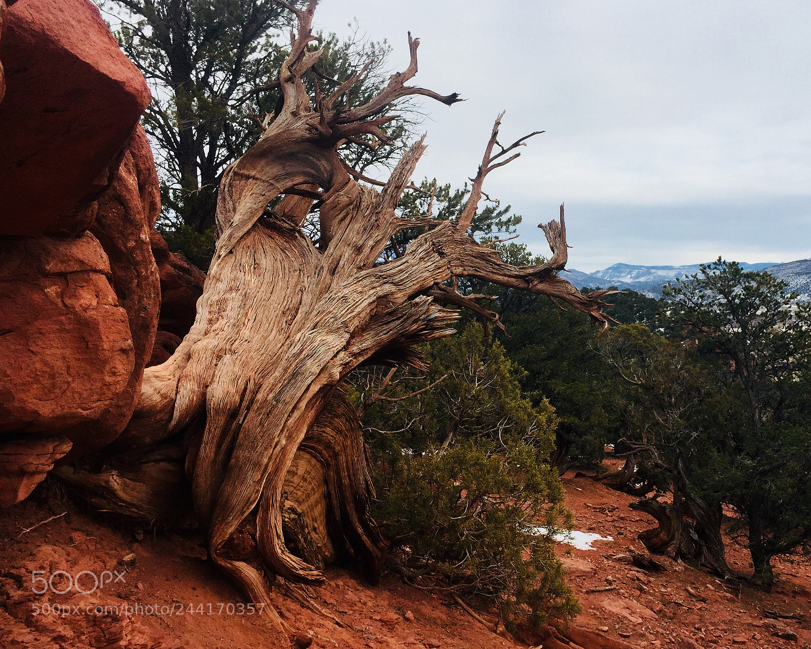 Apple iPhone 6 Plus sample photo. Hanging on... red hill photography