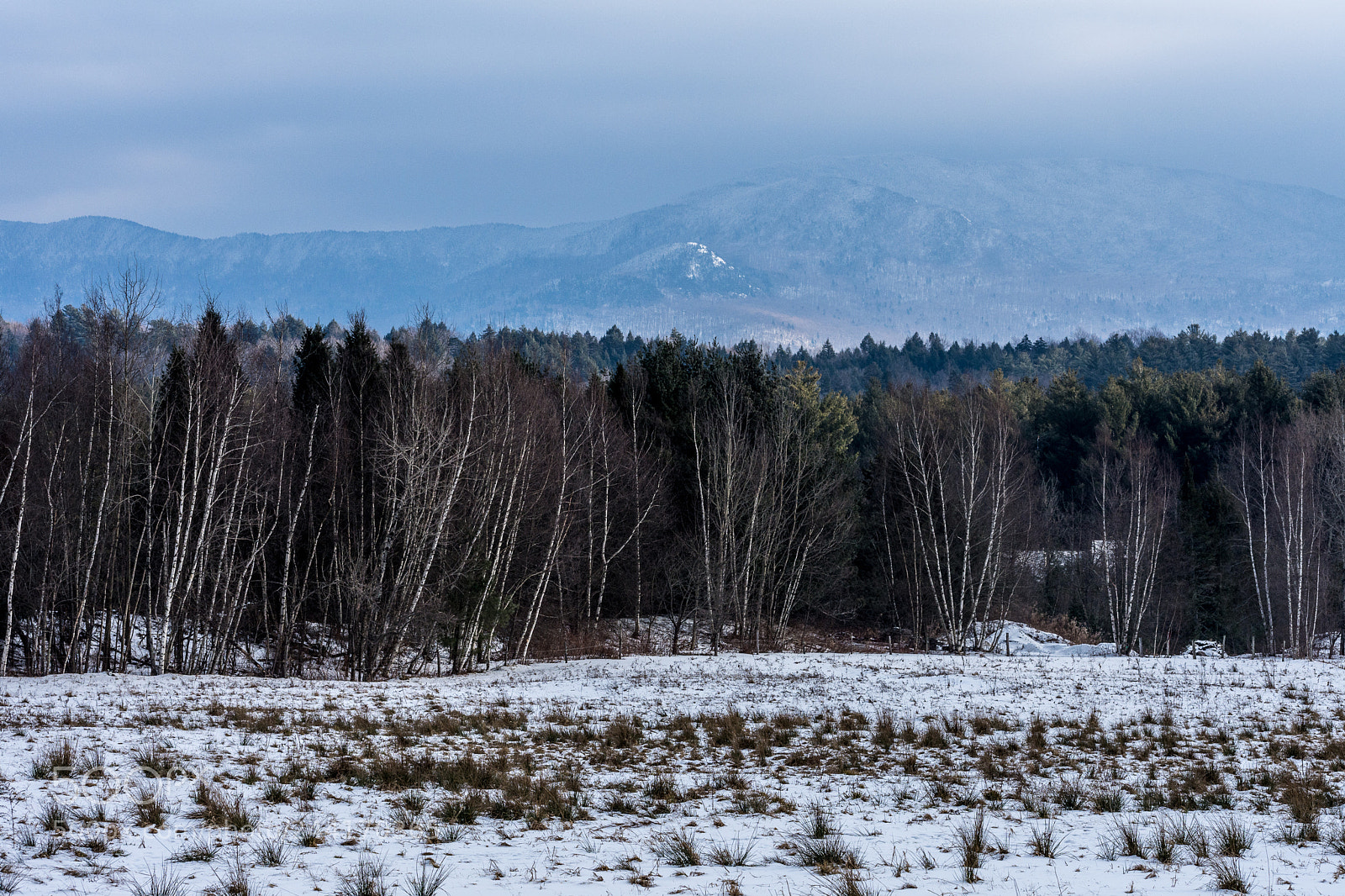 Nikon D7200 sample photo. Mountain birches photography