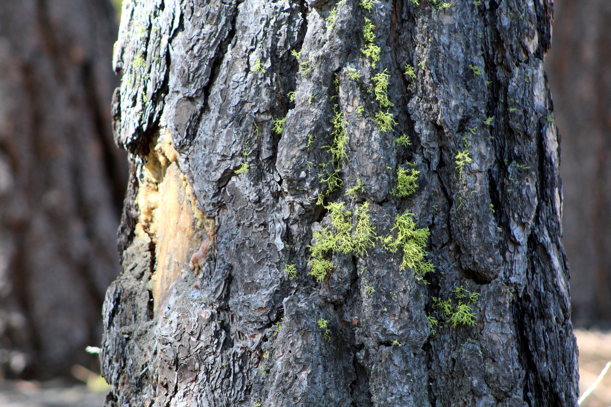 EF75-300mm f/4-5.6 sample photo. Tree with lichen photography