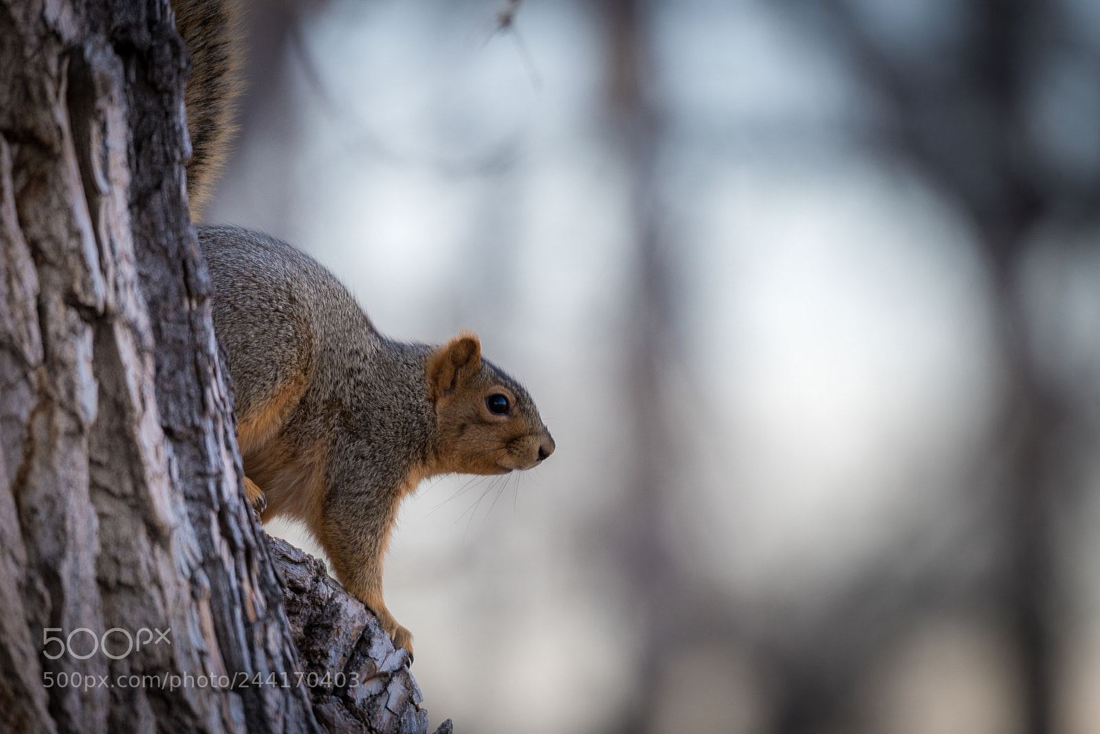 Nikon D810 sample photo. Squirrel photography