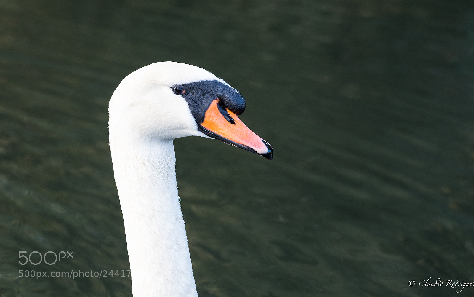 Nikon D850 sample photo. Mr geese photography