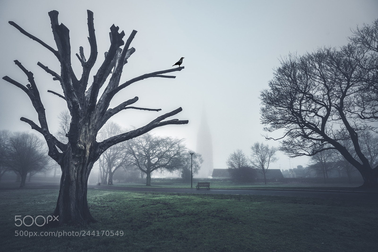 Sony a7 II sample photo. The foggy dew photography