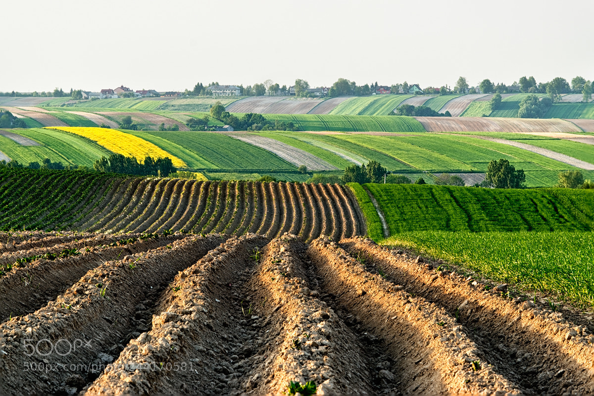 Nikon D5500 sample photo. Polish fields photography