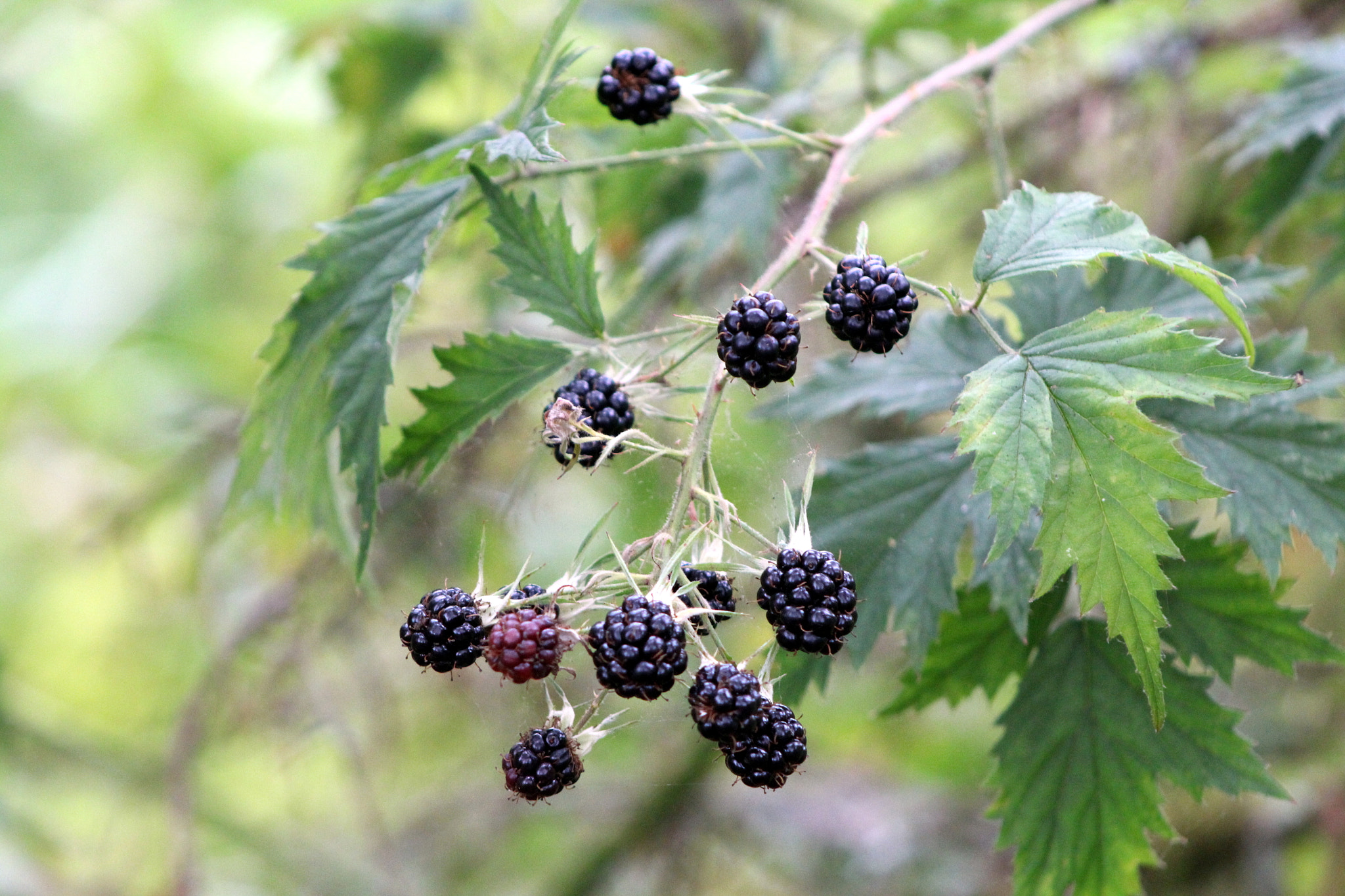 EF75-300mm f/4-5.6 sample photo. Wild blackberries photography