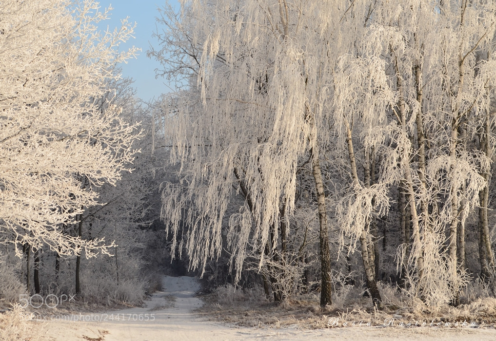 Nikon D5100 sample photo. Winter forest robe photography