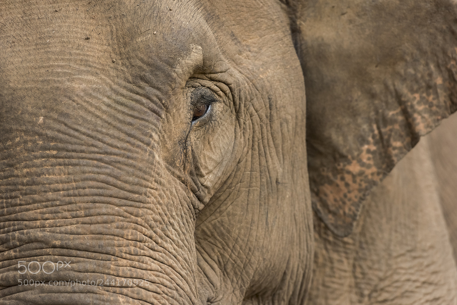 Nikon D810 sample photo. Thai elephant photography