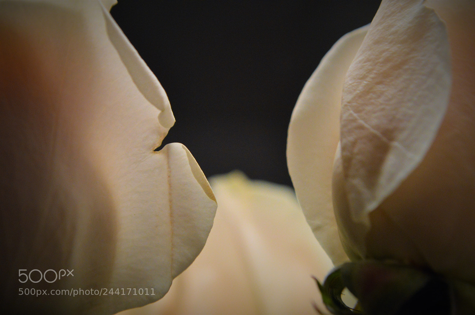Nikon D3200 sample photo. Two roses photography