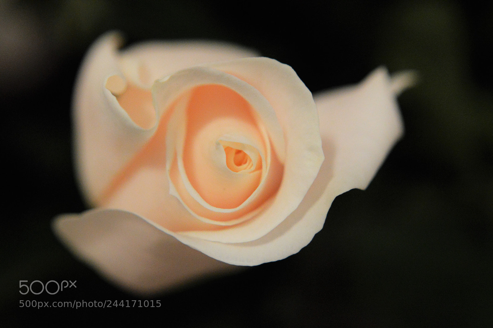 Nikon D3200 sample photo. Light pink rose photography