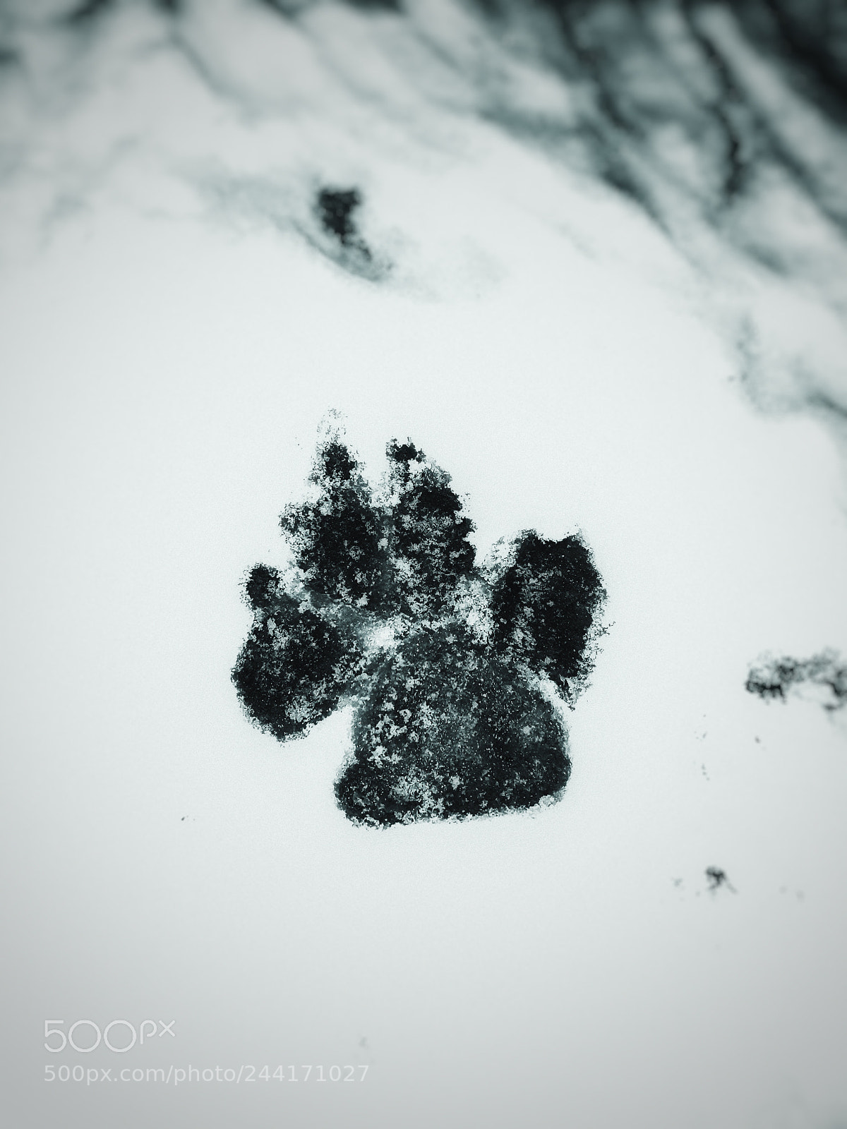 Samsung Galaxy A5(2016) sample photo. Pawprint photography