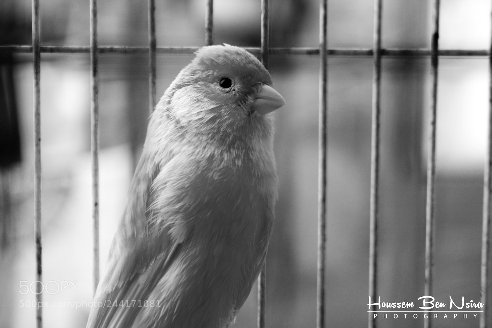 Canon EOS 550D (EOS Rebel T2i / EOS Kiss X4) sample photo. Freedom photography