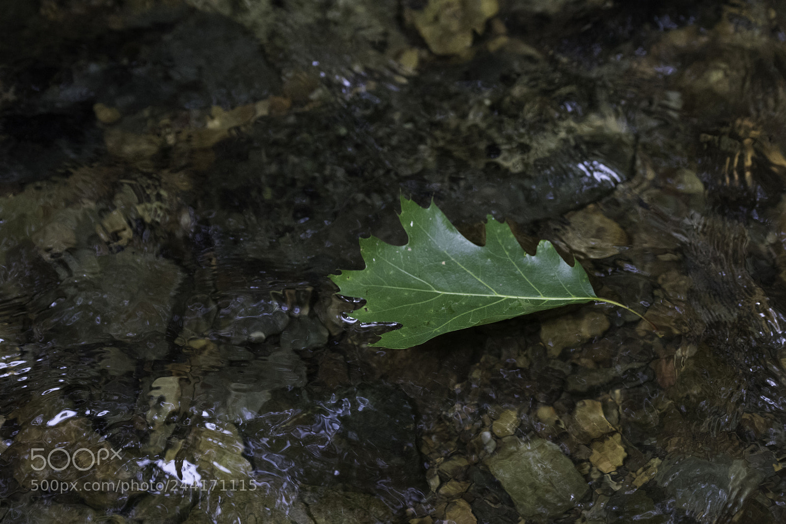 Nikon D810 sample photo. Floating leaf photography