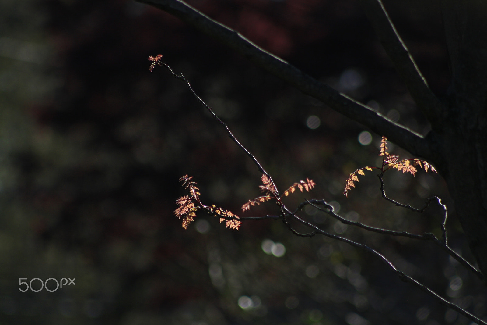 EF75-300mm f/4-5.6 sample photo. Many leaves photography