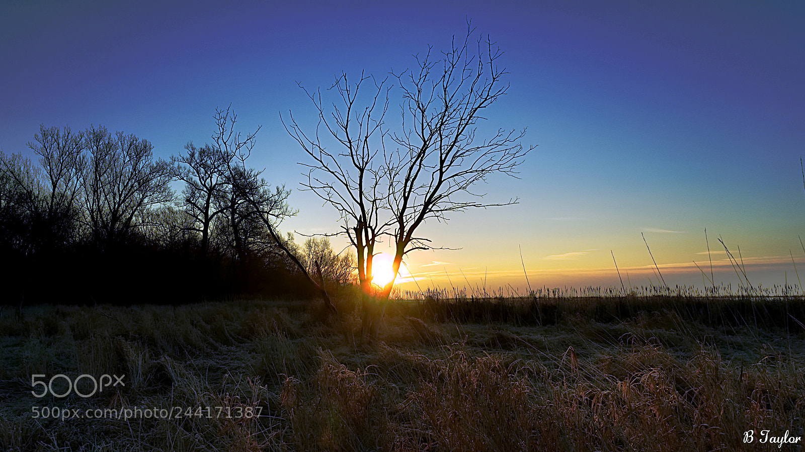 Sony SLT-A57 sample photo. Sunrise tree photography