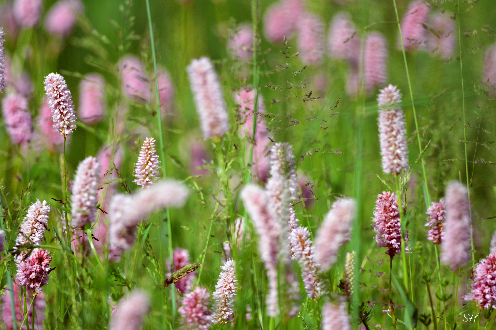 Sigma 150-600mm F5-6.3 DG OS HSM | C sample photo. Rosa photography