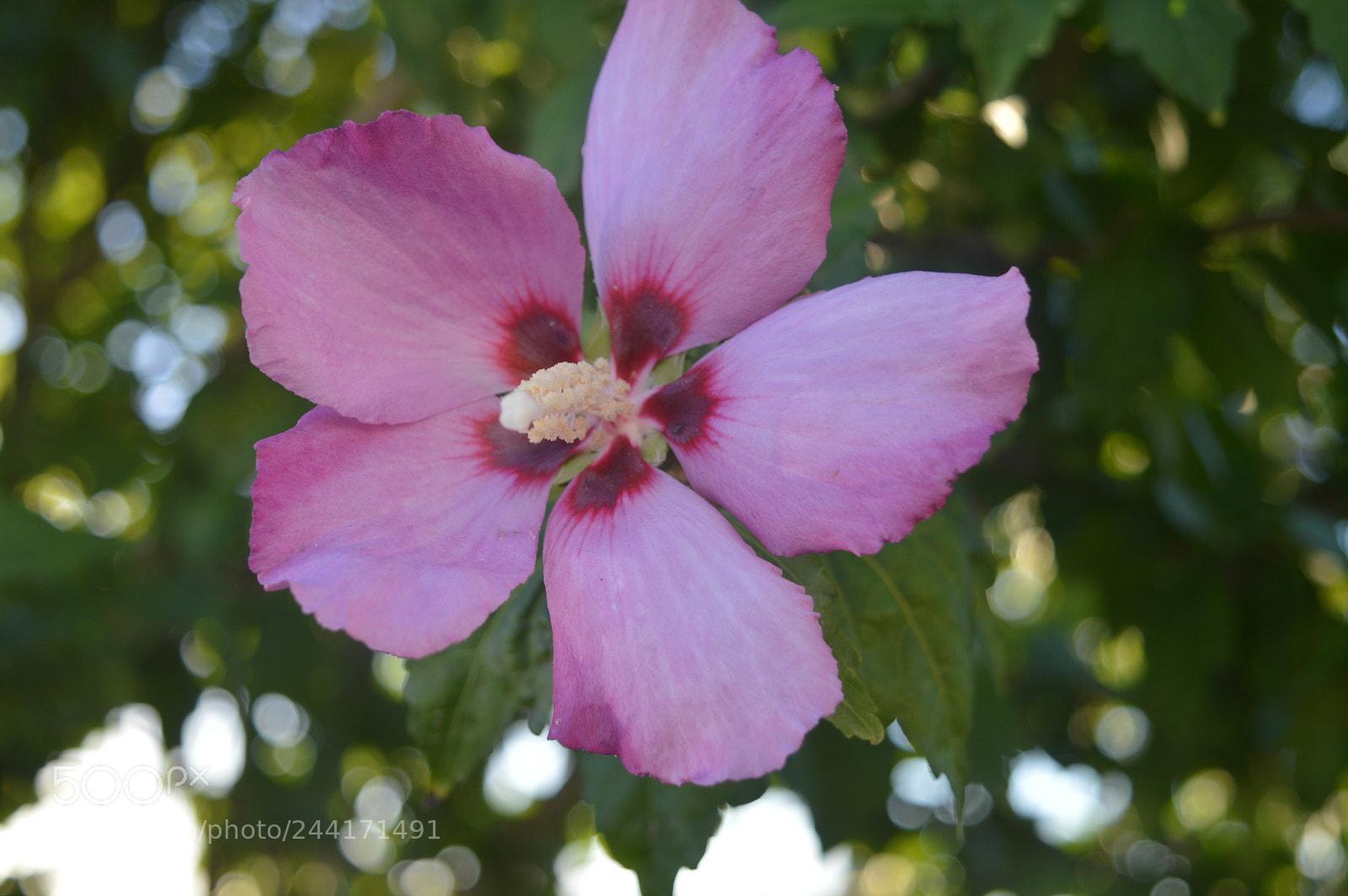 Nikon D3200 sample photo. Flor5 photography
