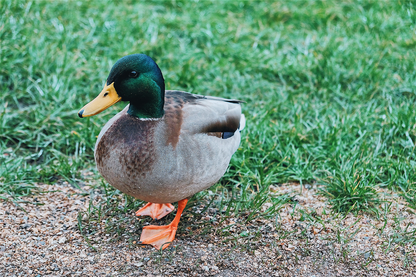 Fujifilm X-T1 sample photo. Waiting duck photography