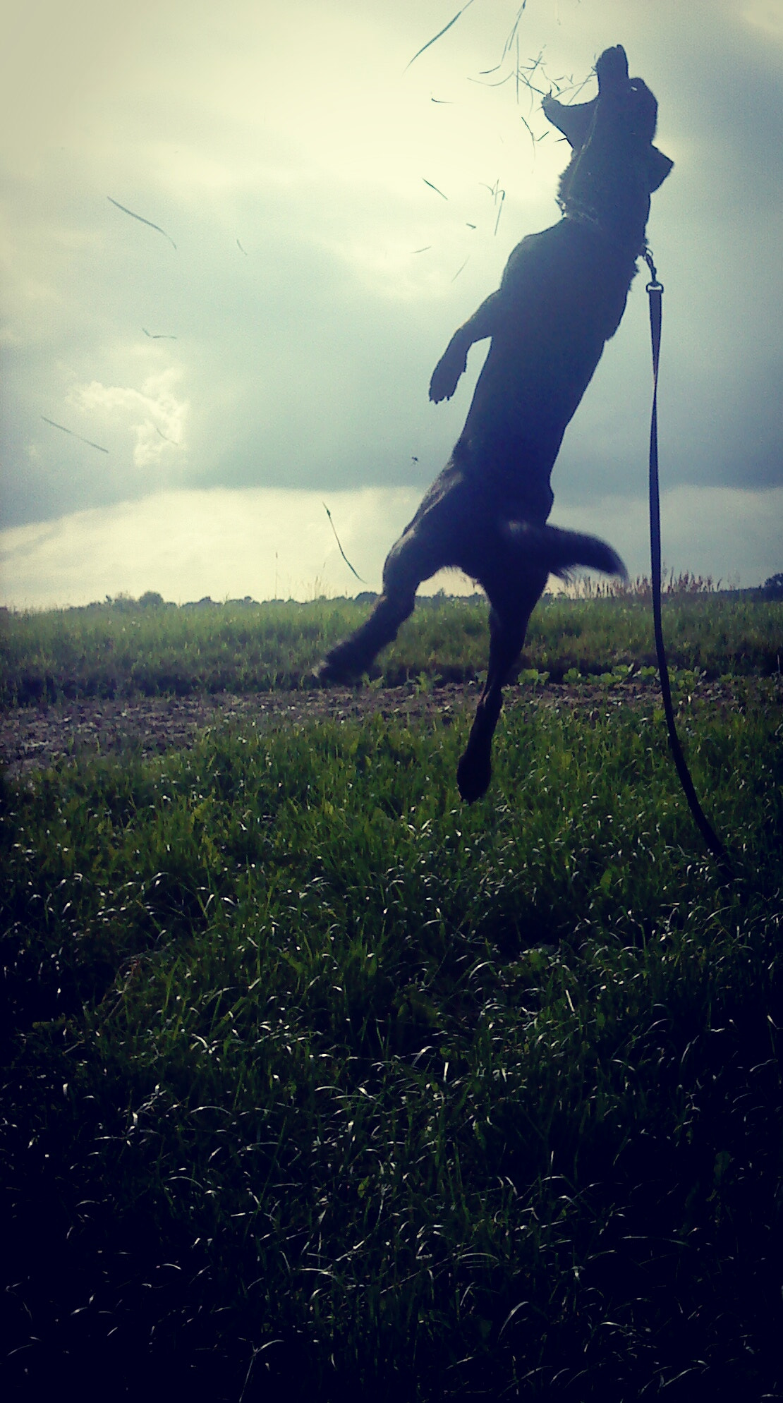 Sony Ericsson W595 sample photo. Kiler photography