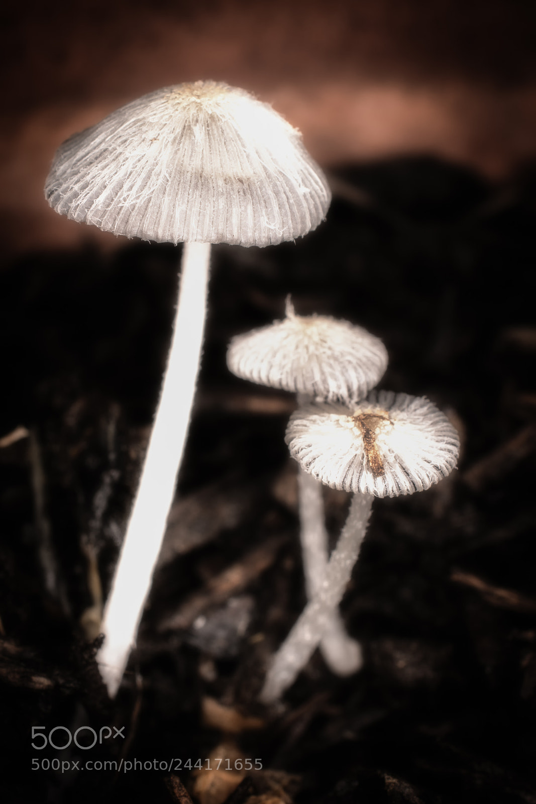 Nikon D7100 sample photo. Mushrooms photography