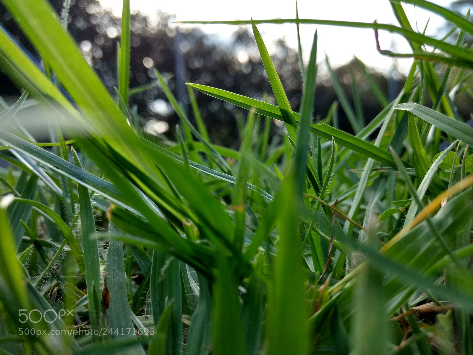 Motorola Moto G (4) sample photo. Verde photography