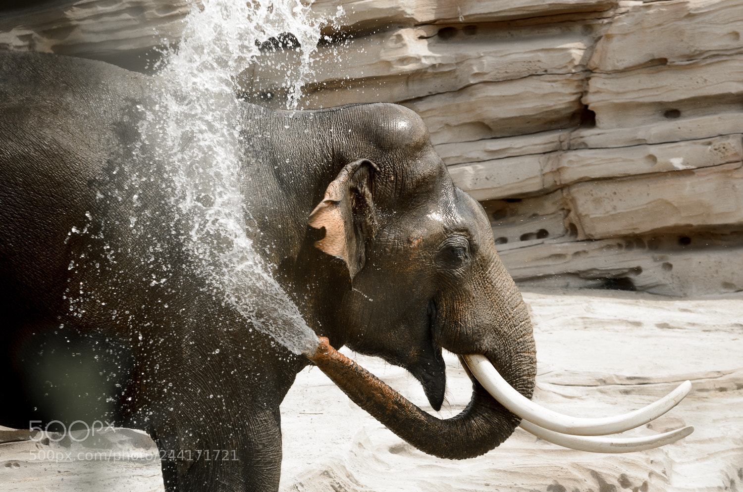 Nikon D5100 sample photo. Keep it cool photography