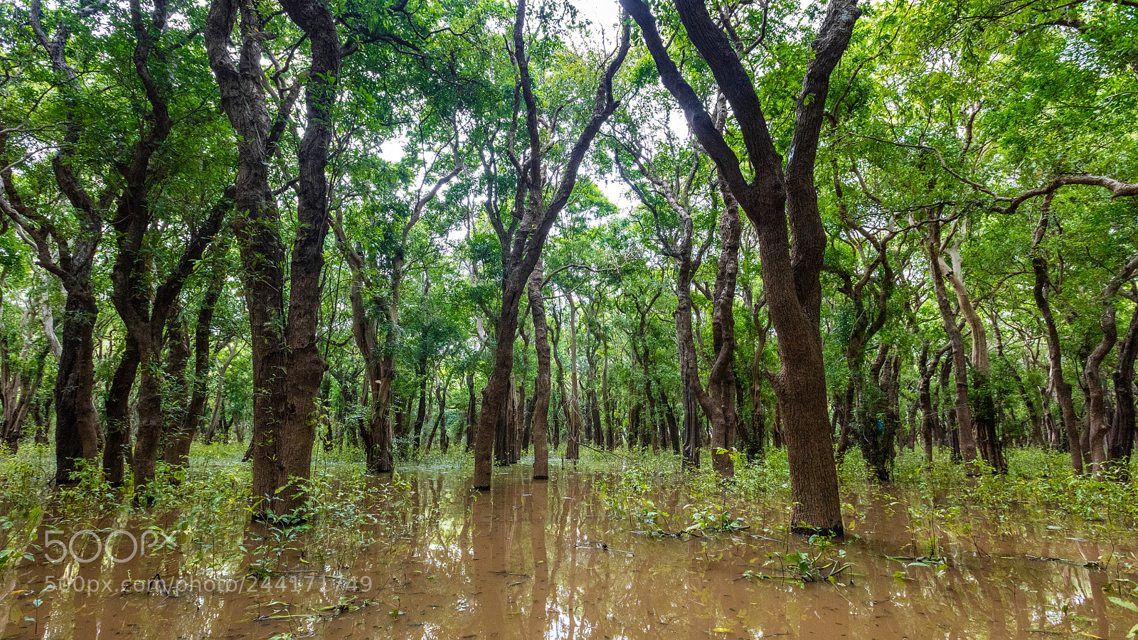 Canon EOS 5DS R sample photo. Flooded forest cambodia photography