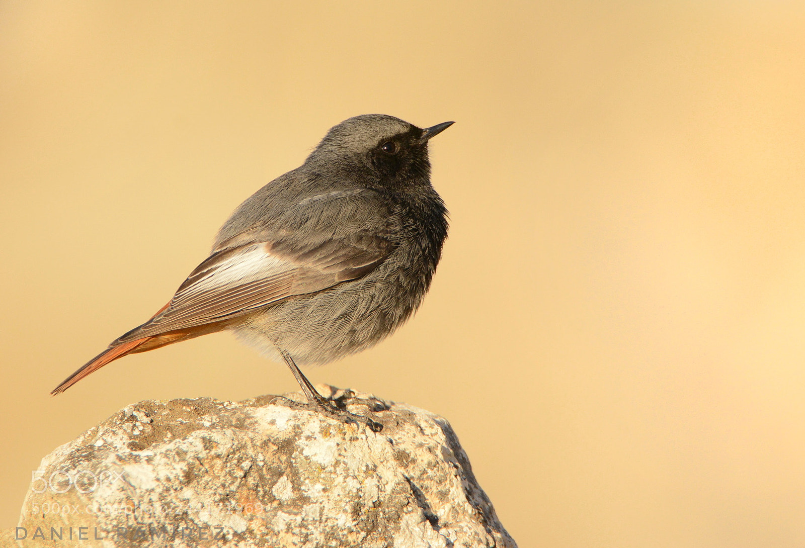 Nikon D7100 sample photo. Colirrojo tiz n phoenicurus photography