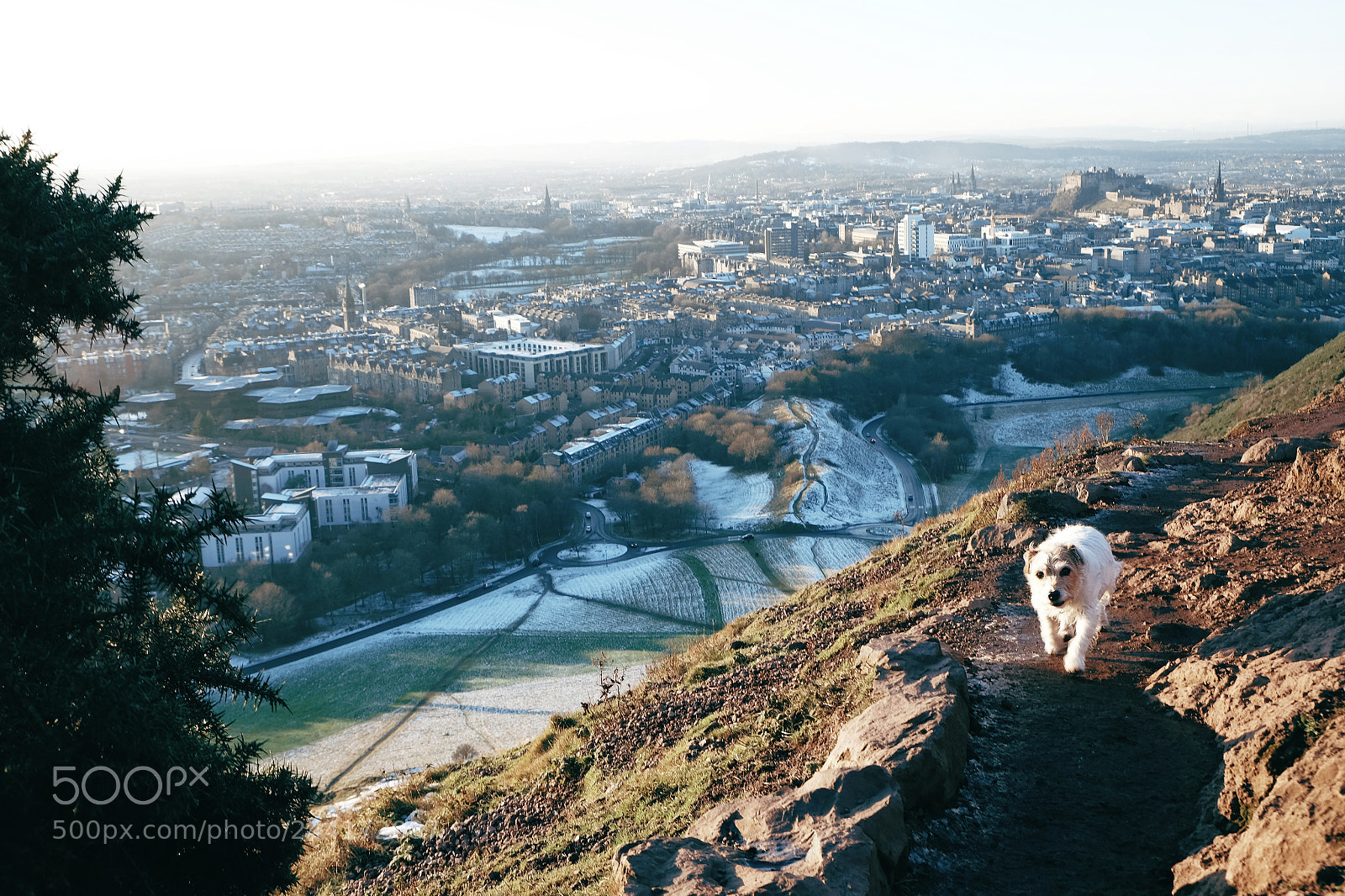Fujifilm X-T1 sample photo. Walking dog photography