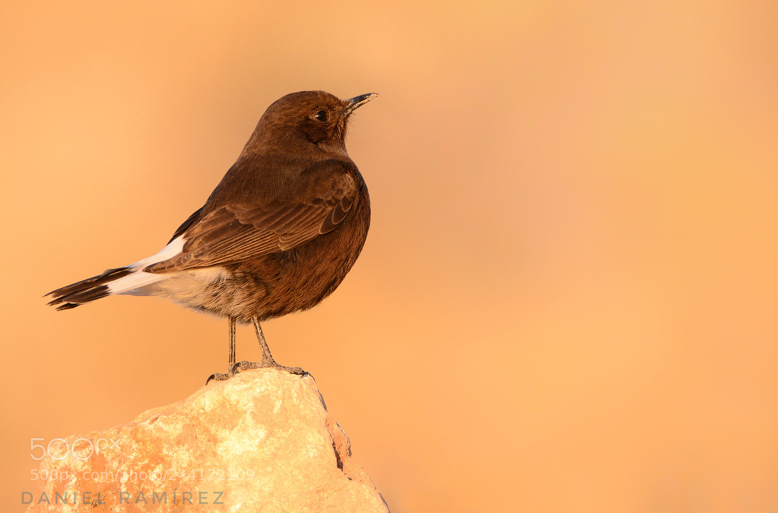 Nikon D7100 sample photo. Colalba negra ( oenanthe leucura ) photography