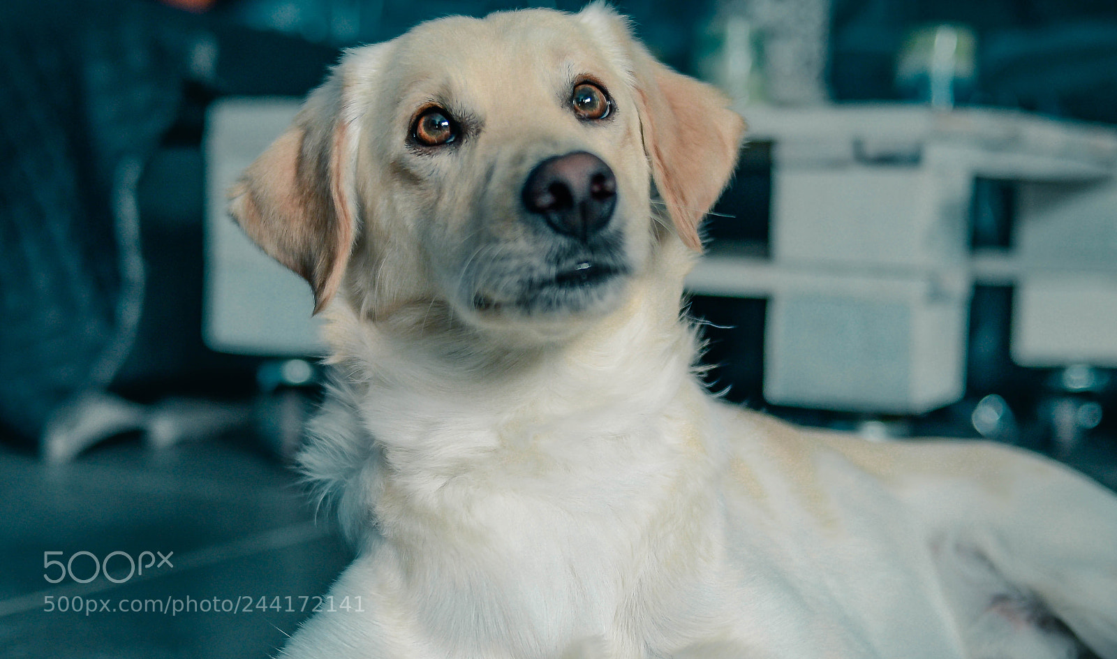 Nikon D5100 sample photo. Bimbo photography