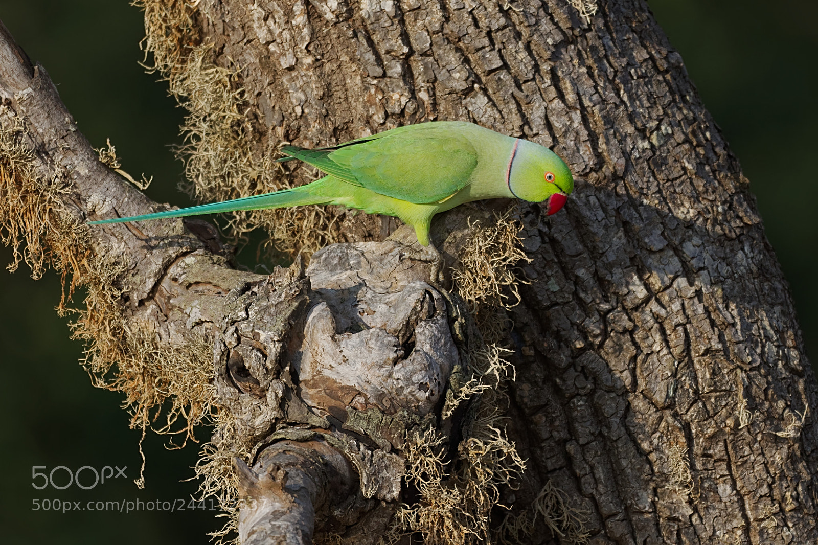 Canon EOS 7D Mark II sample photo. Untitled photography