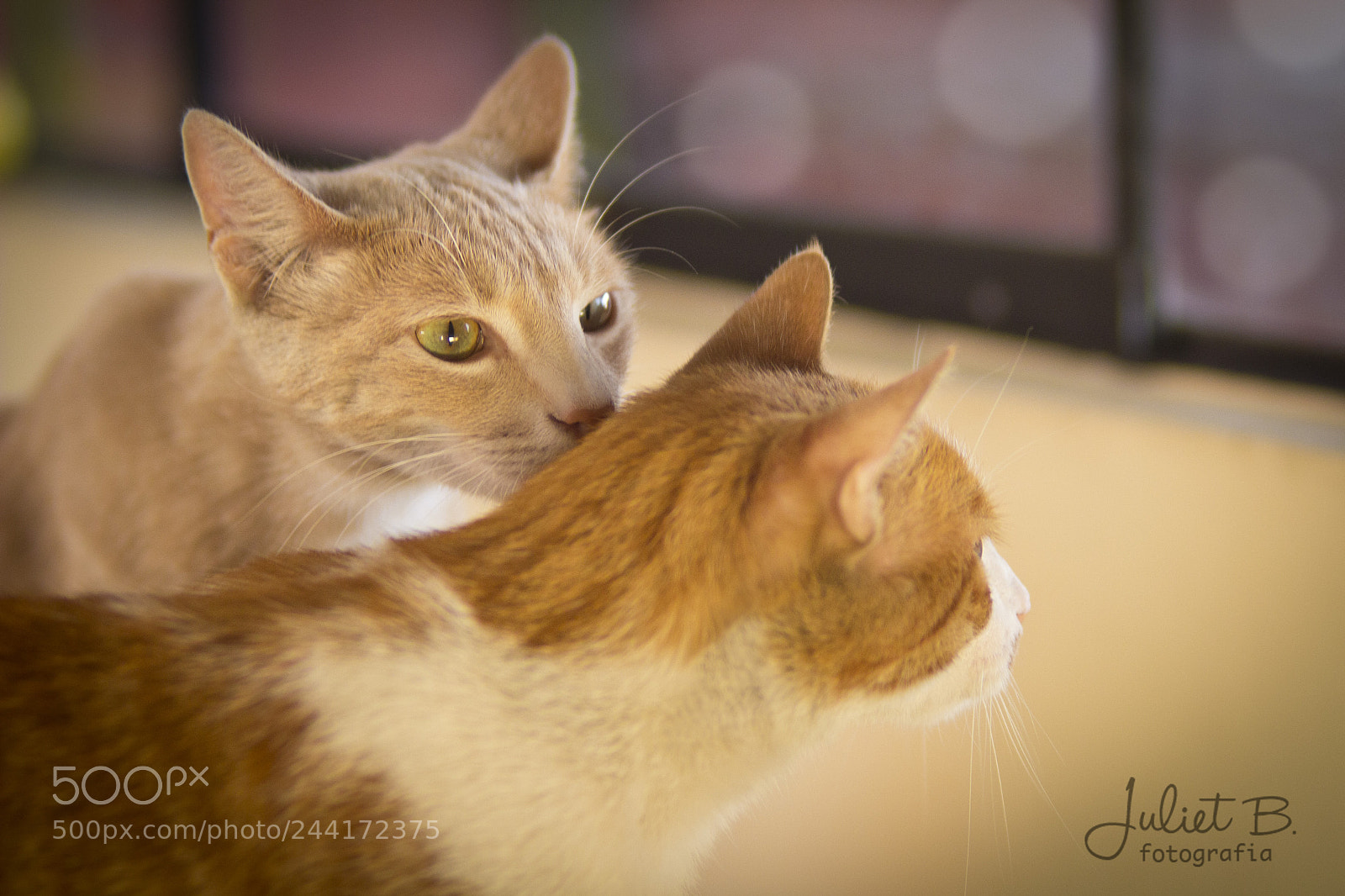 Canon EOS 600D (Rebel EOS T3i / EOS Kiss X5) sample photo. Kero & bony photography