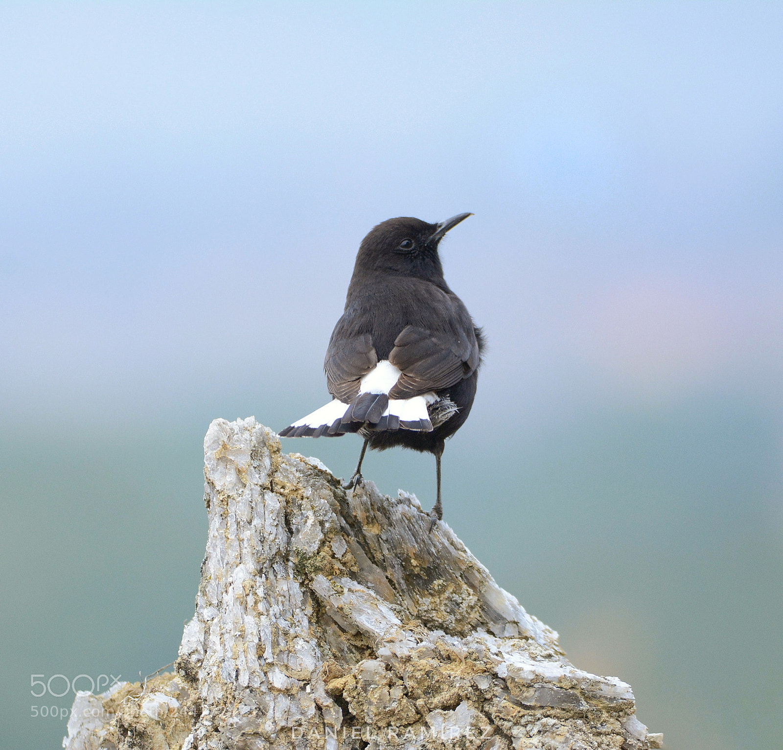 Nikon D7100 sample photo. Collaba negra ( oenanthe leucura ) photography
