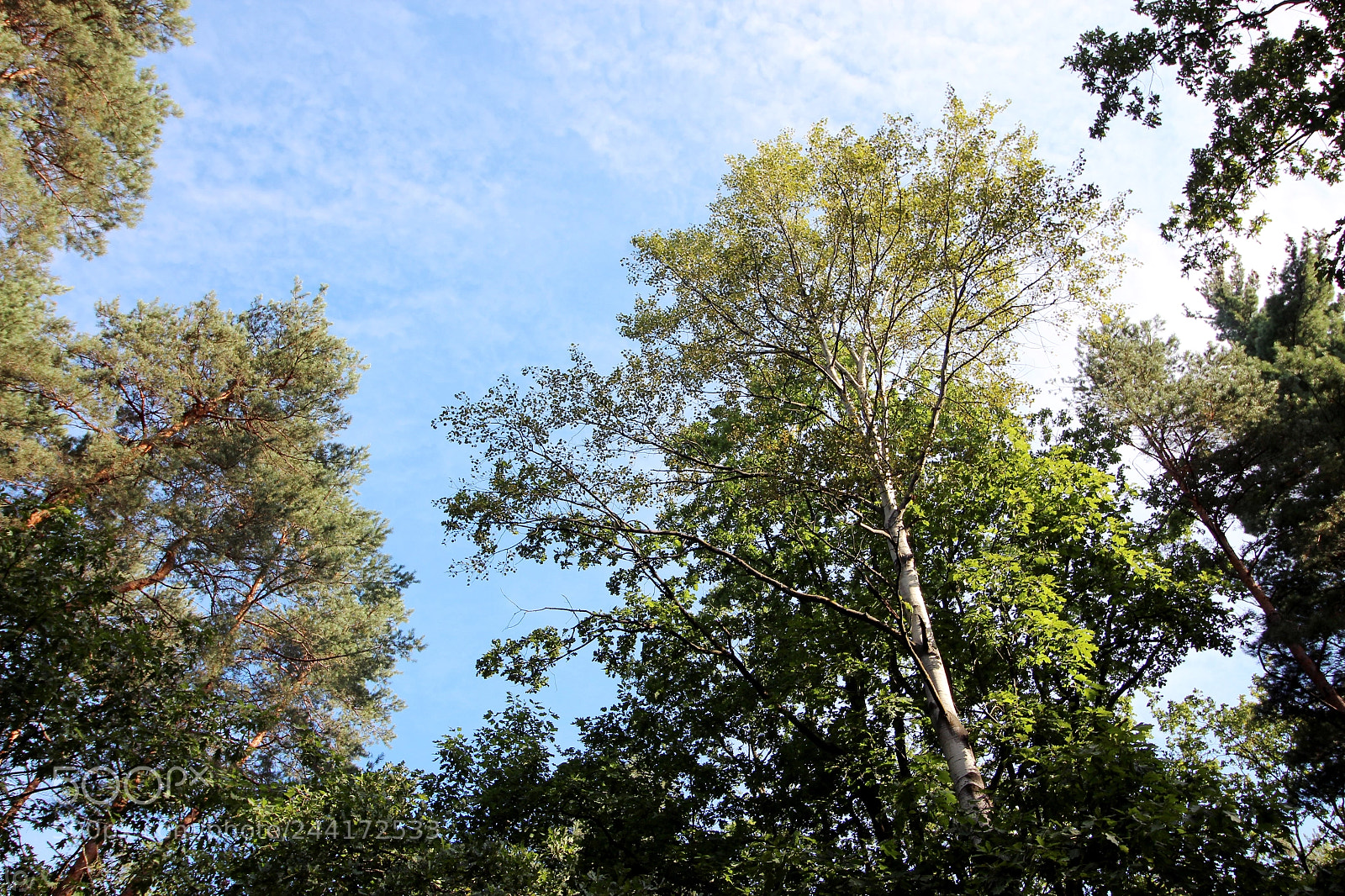 Canon EOS 600D (Rebel EOS T3i / EOS Kiss X5) sample photo. The trees photography