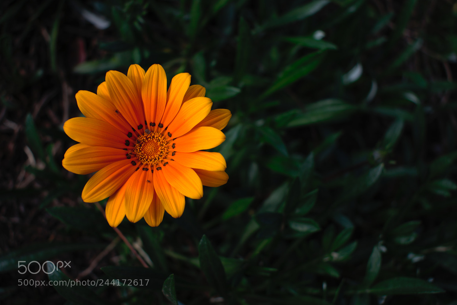 Nikon D3400 sample photo. Il fiore photography