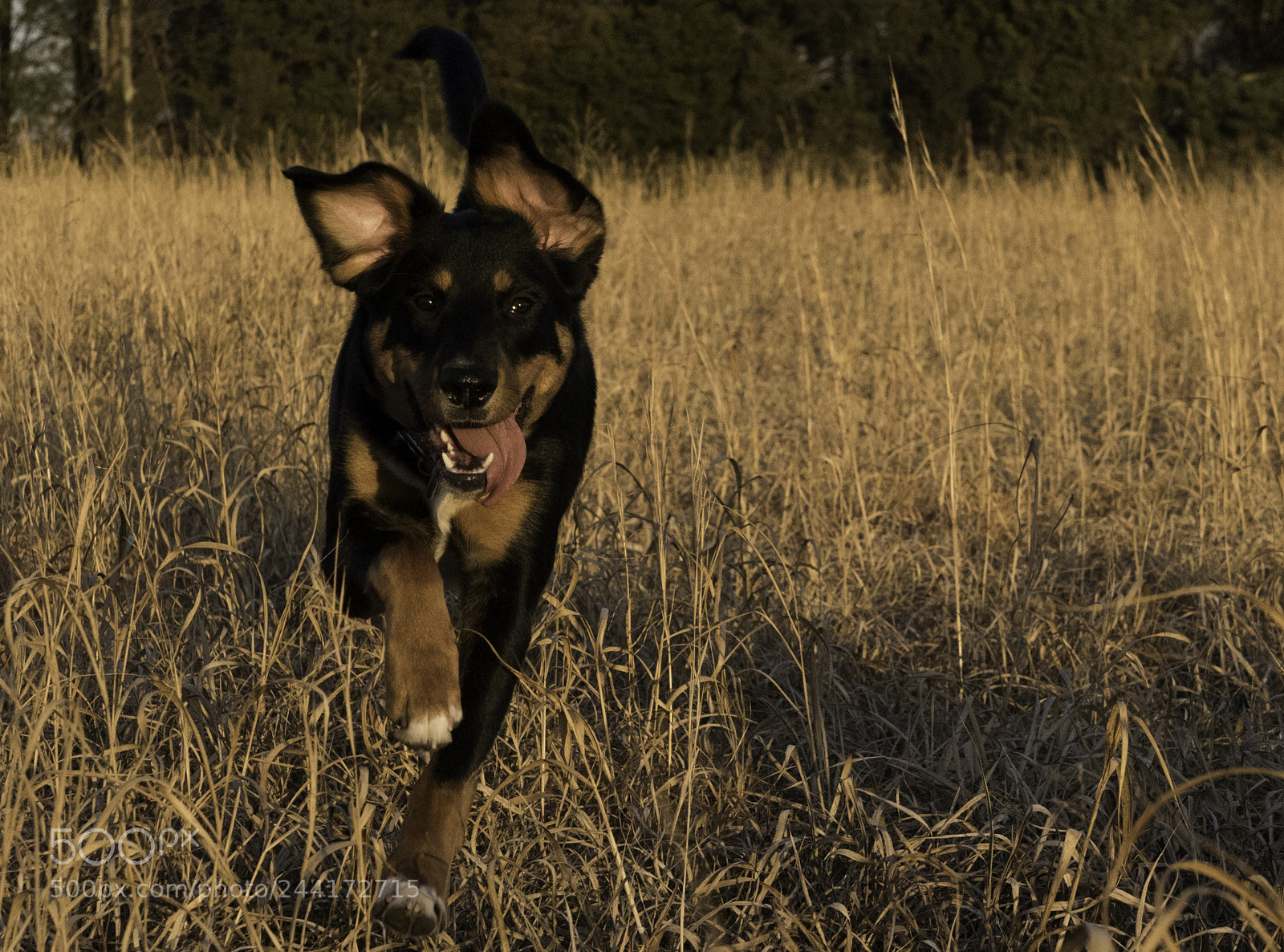 Nikon D810 sample photo. A puppy's pure joy photography