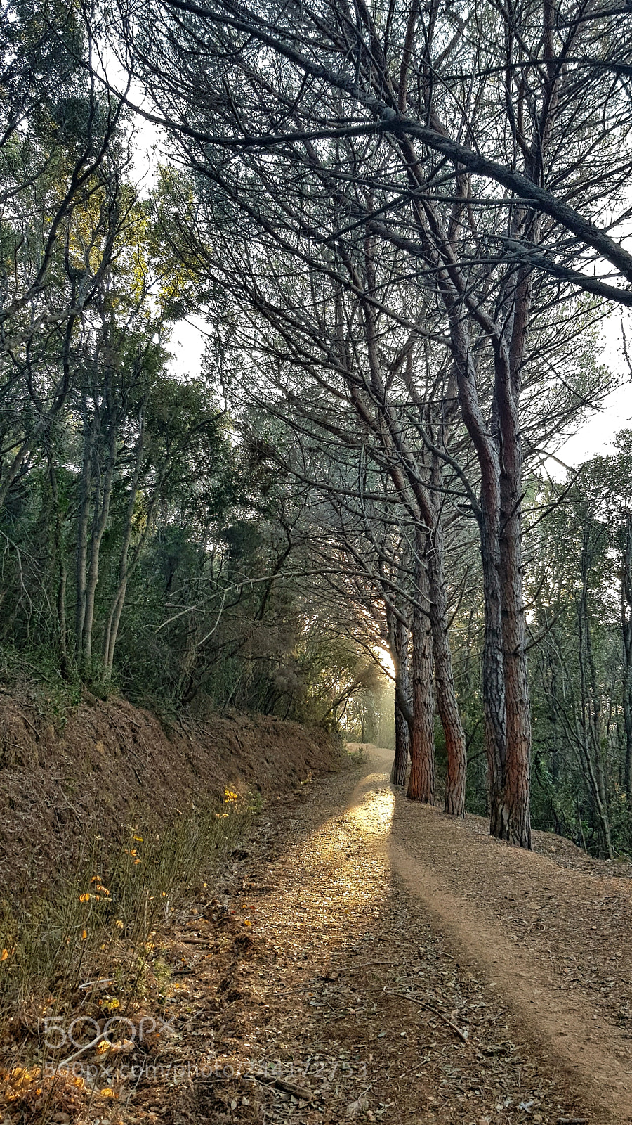 Samsung Galaxy S8 sample photo. Reflects in the wood photography