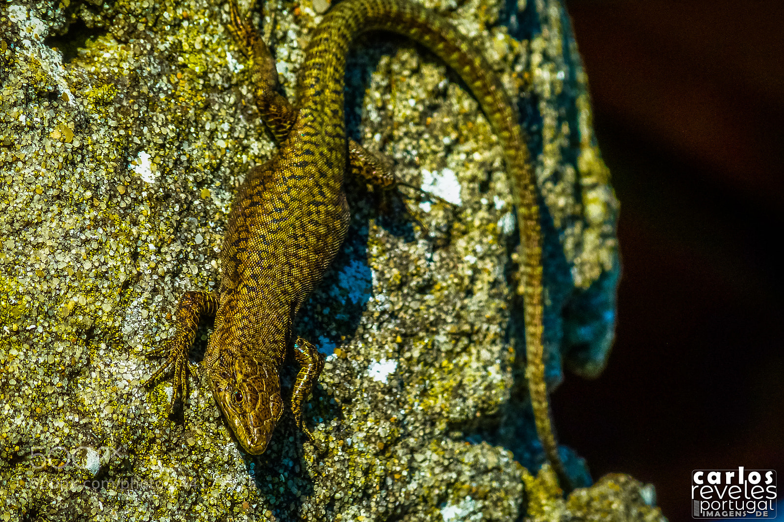 Panasonic Lumix DMC-FZ100 sample photo. Lagarto, lagarto, lagarto! photography