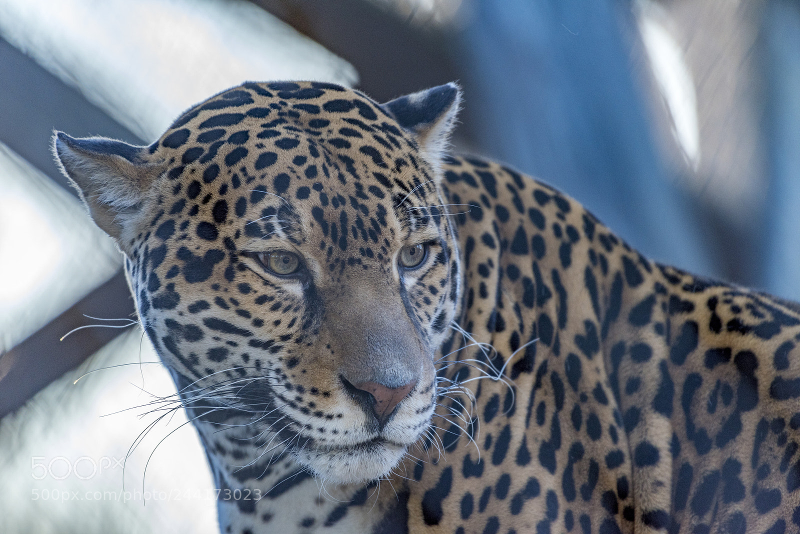 Nikon D810 sample photo. Jaguar (panthera onca) photography
