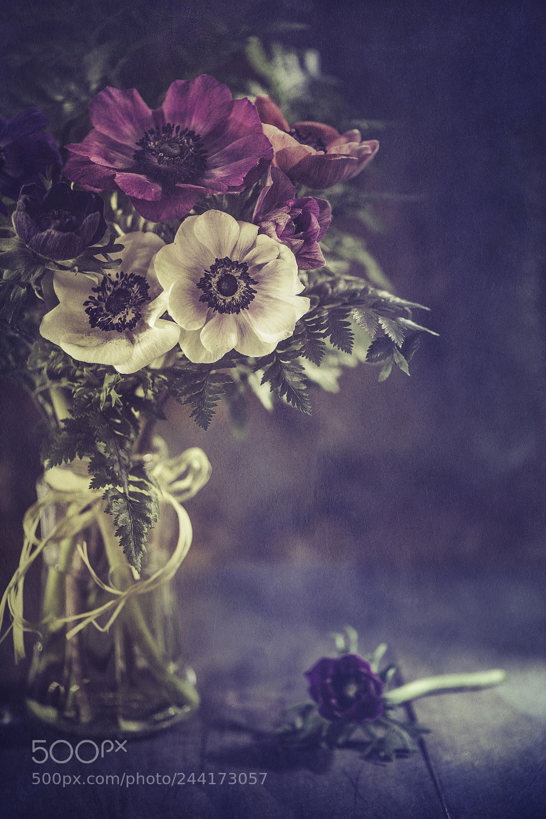 Nikon D600 sample photo. Anemone season photography