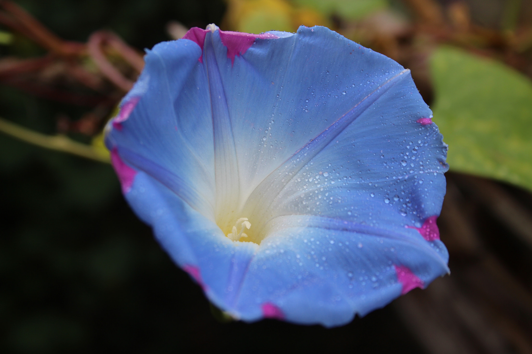 Canon EF-S 18-55mm F3.5-5.6 II sample photo. Plants photography