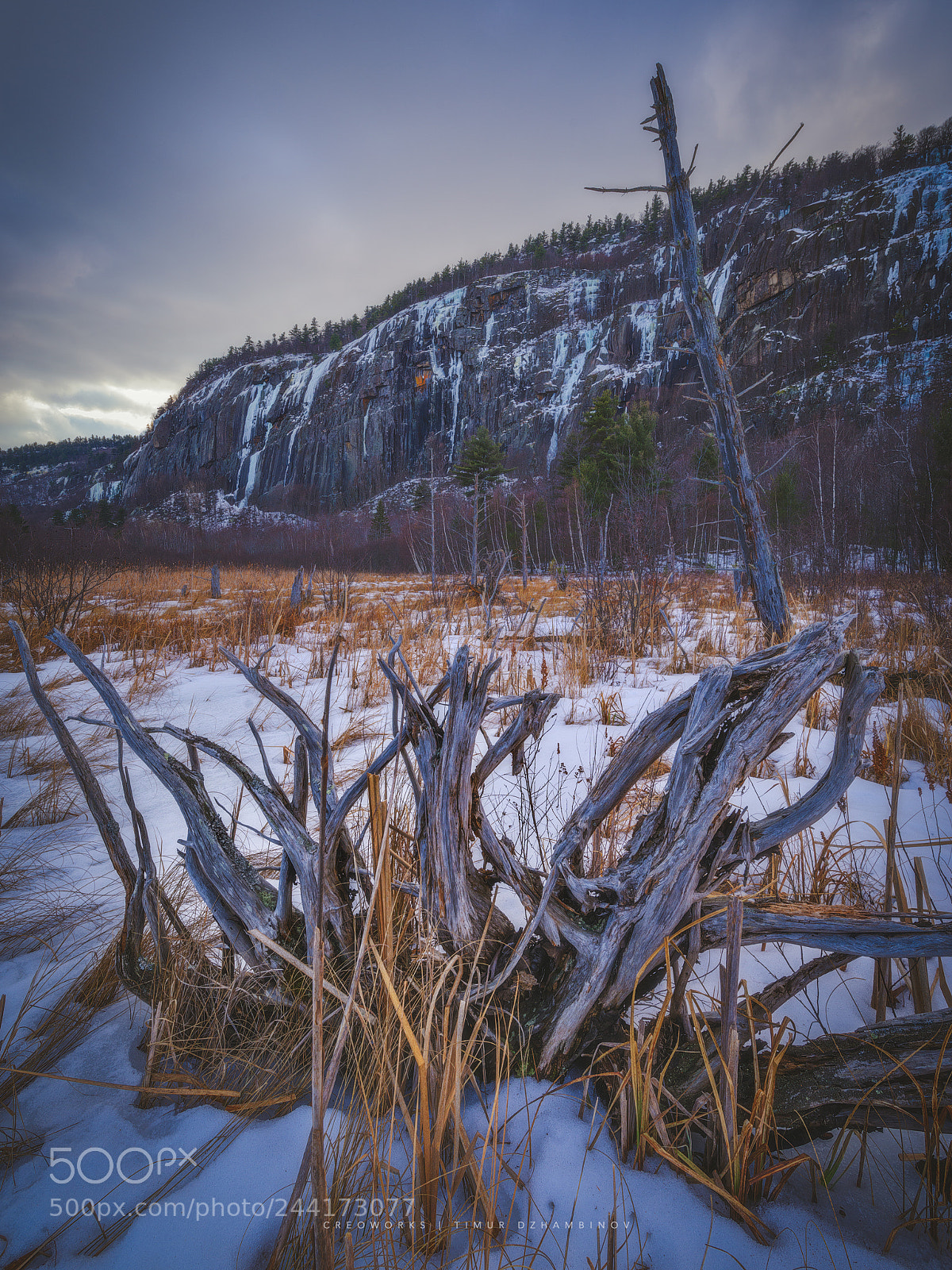 Pentax K-1 sample photo. Dead tree photography