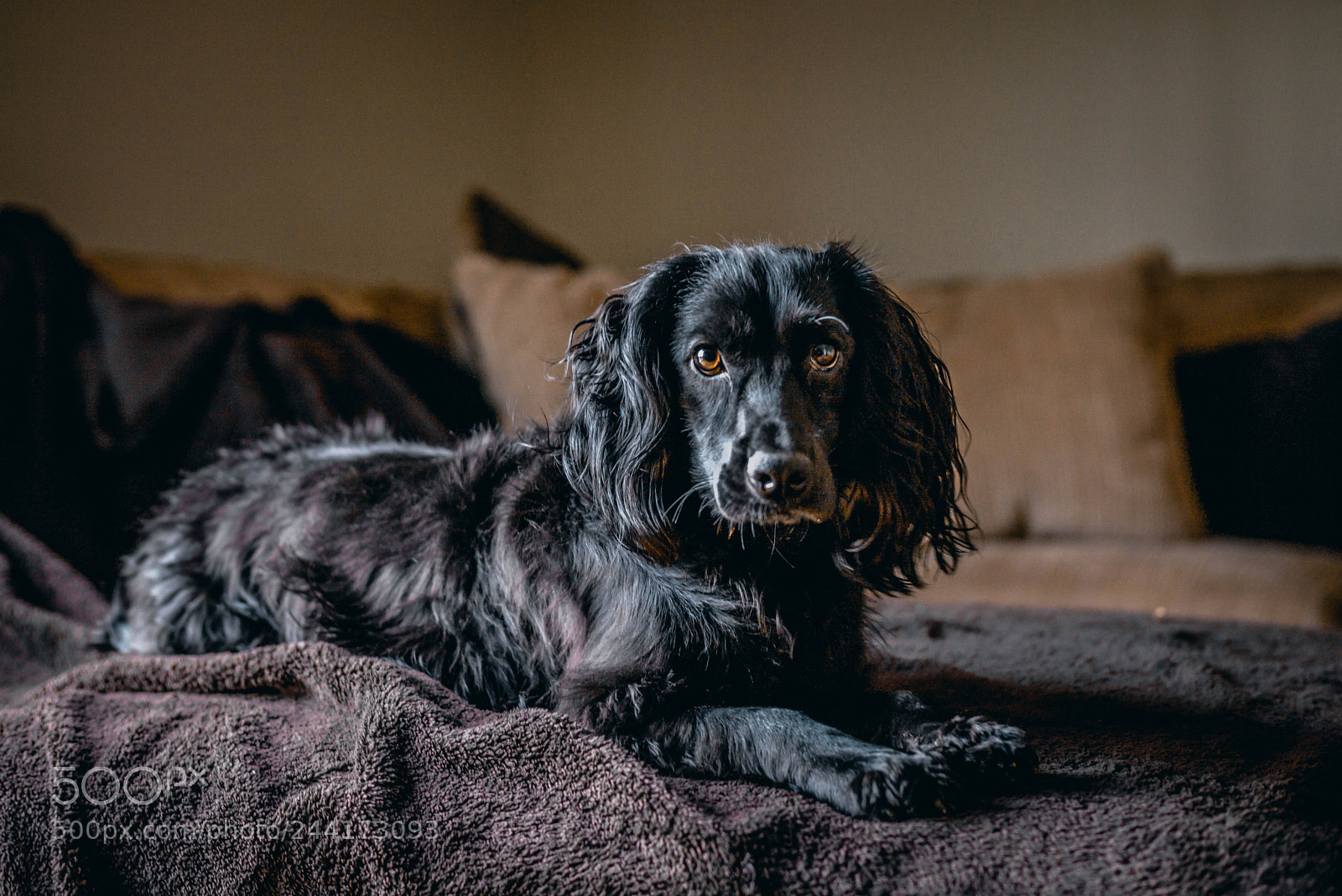 Leica M (Typ 240) sample photo. Shaggy photography