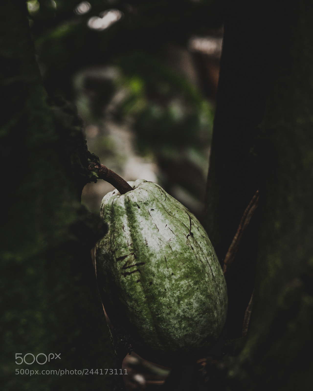 Olympus PEN E-PL8 sample photo. Sunday in the conservatory photography