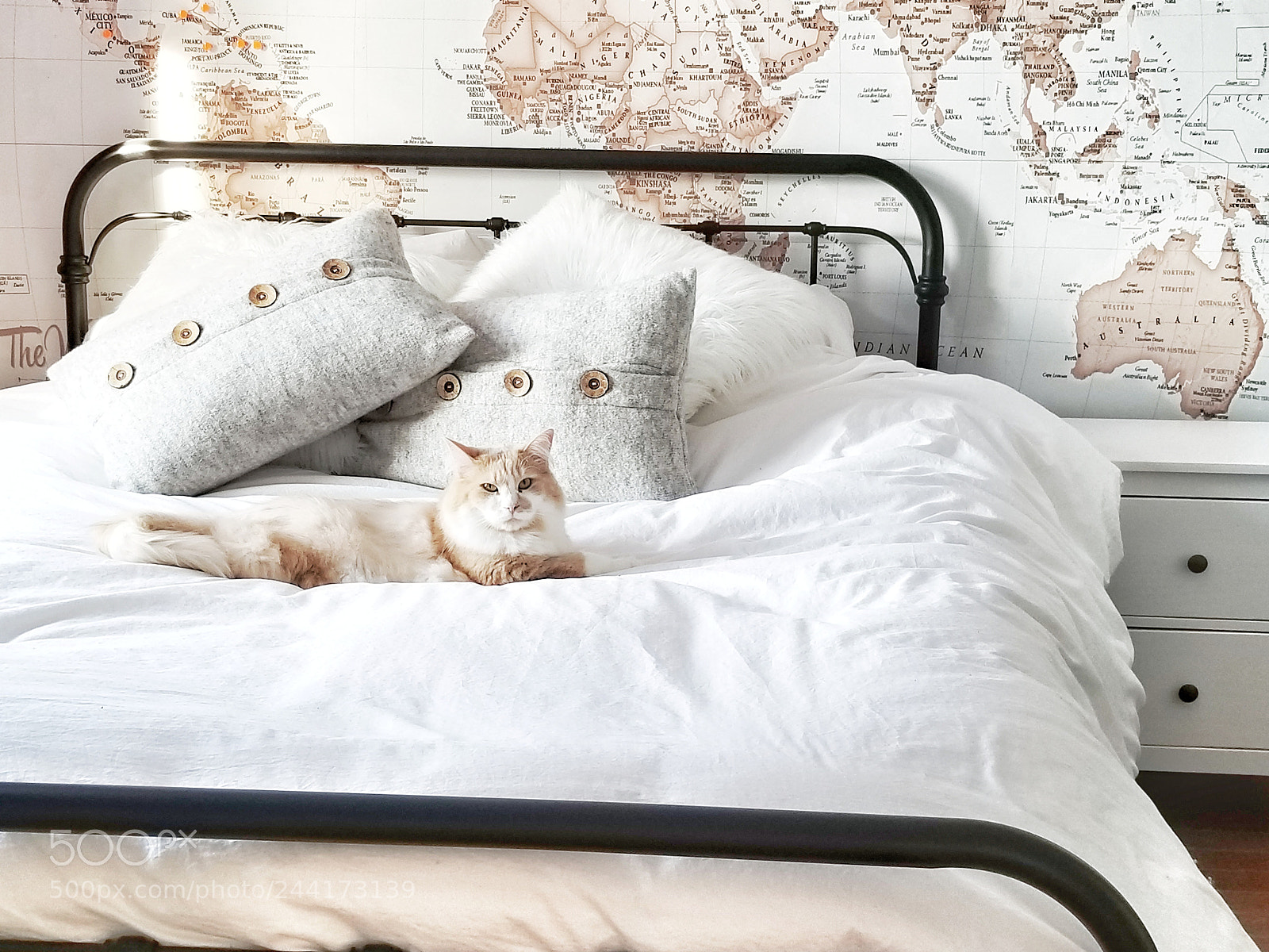 Samsung Galaxy S8 sample photo. Walnut my cat photography