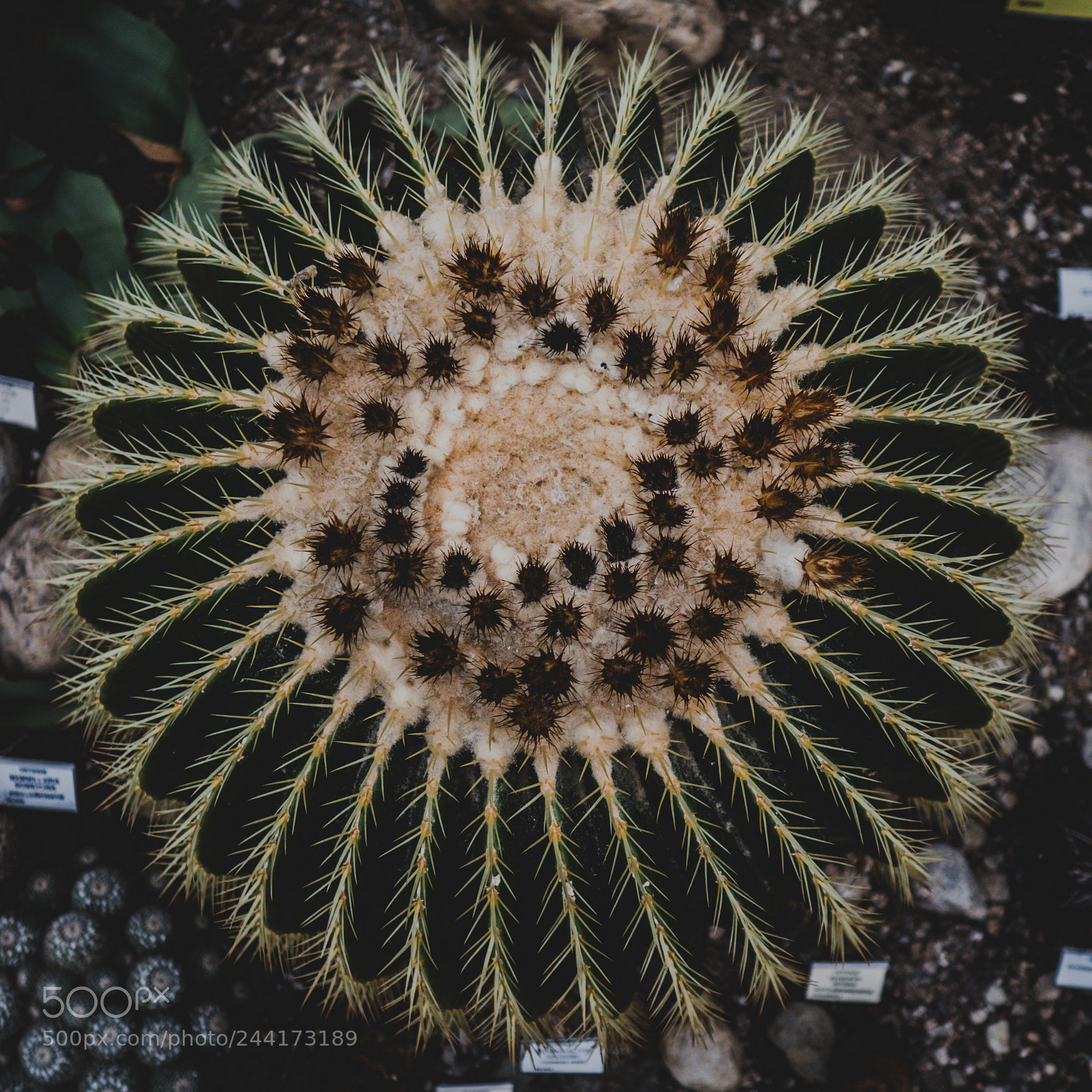 Olympus PEN E-PL8 sample photo. Sunday in the conservatory photography