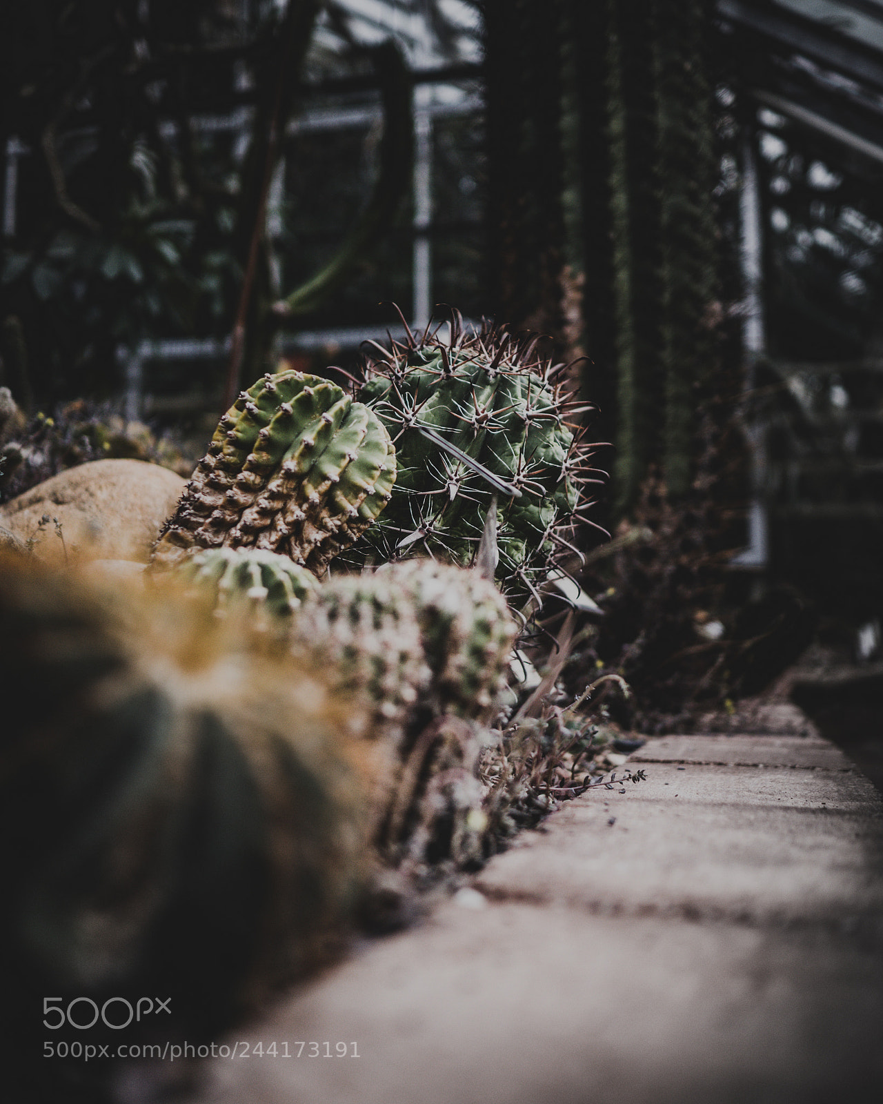 Olympus PEN E-PL8 sample photo. Sunday in the conservatory photography