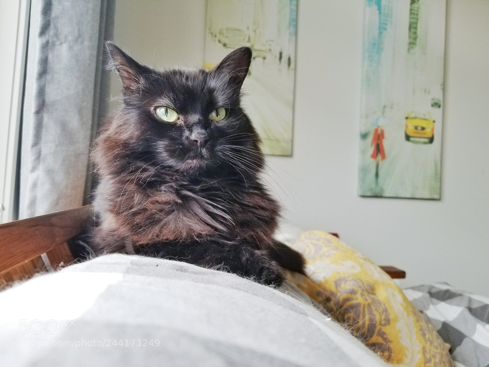 Samsung Galaxy S8 sample photo. Kato my cat photography