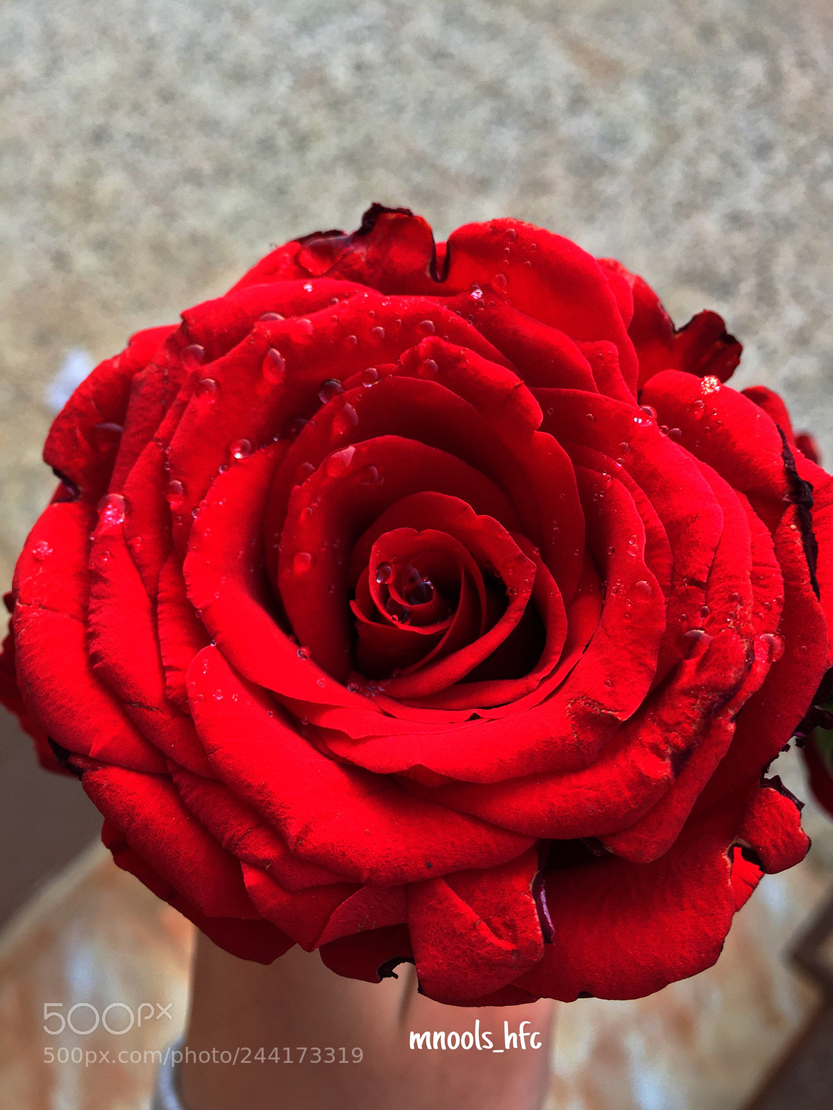Apple iPhone 6 Plus sample photo. رددي أَحرُفَ الهوى فَكِلانا  photography