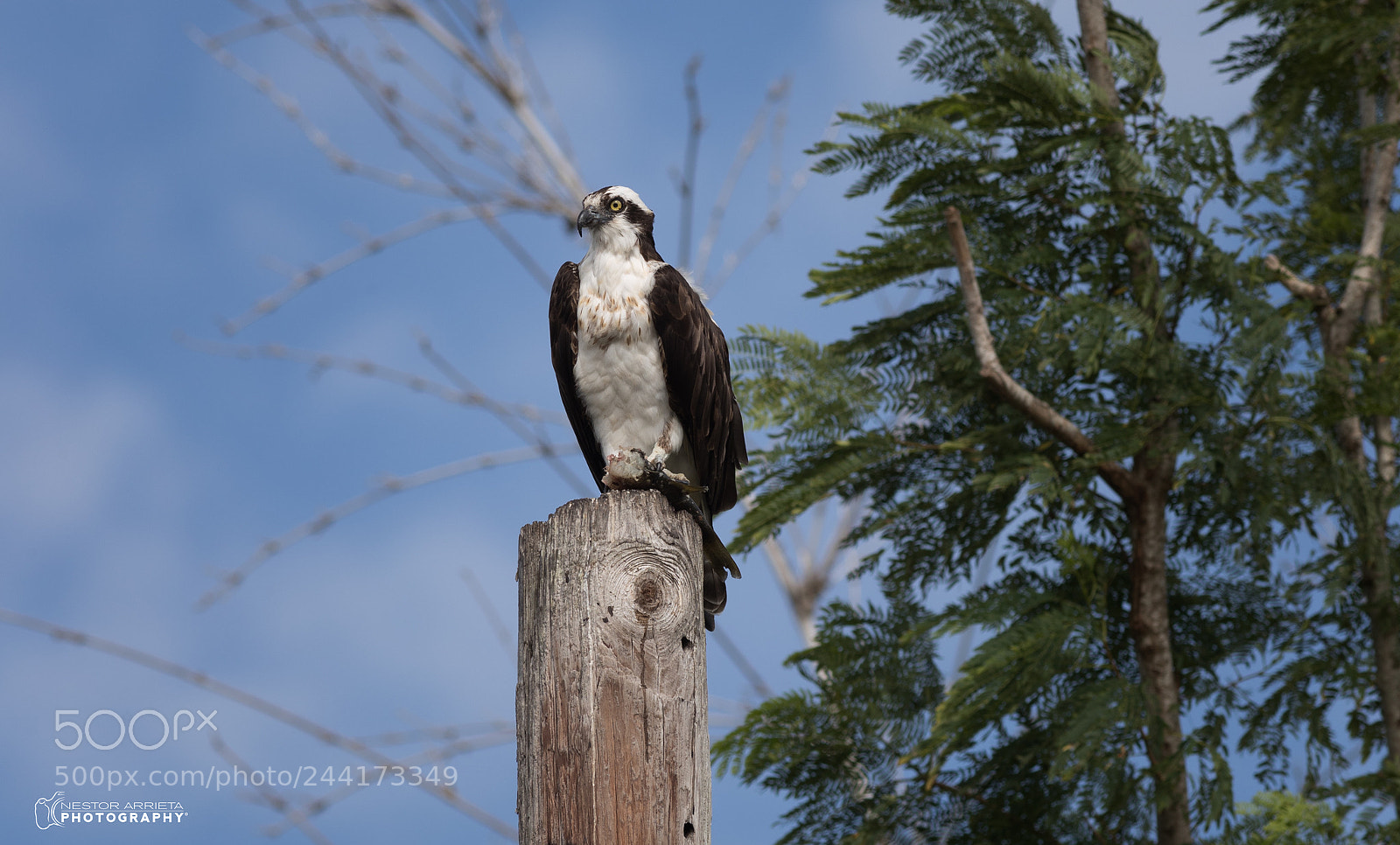 Canon EOS-1D X Mark II sample photo. Osprey photography