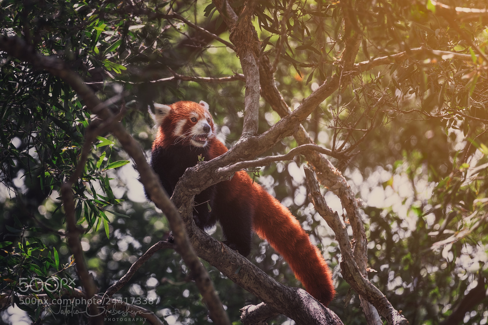 Sony a7R II sample photo. Up on a tree photography